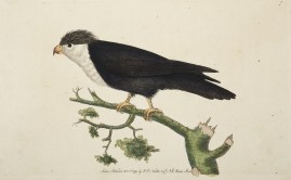 [Violet-Blue Parrakeet]