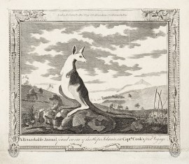 A Remarkable Animal found on one of the Hope Islands in Capt. Cook’s first Voyage. Australian - General A Remarkable Animal found on one of the Hope Islands in Capt. Cook's first Voyage.