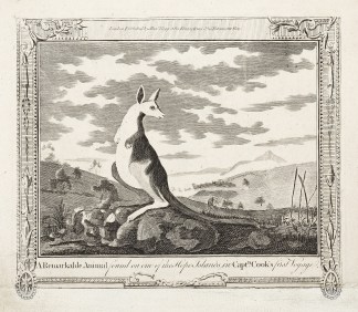 A Remarkable Animal found on one of the … Australian - General