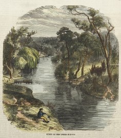 Scene on the Upper Hunter. NSW - Country Scene on the Upper Hunter.