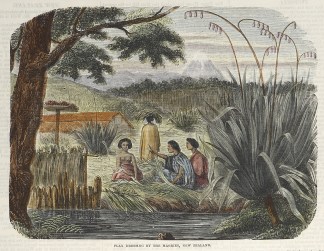 Flax Dressing by the Maories, New Zealan… NEW ZEALAND