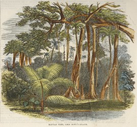 Banyan Tree, Lord Howe's Island.