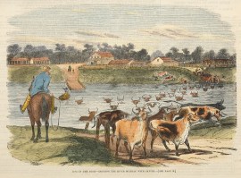 Life in the Bush-Crossing the River Murray with Cattle.