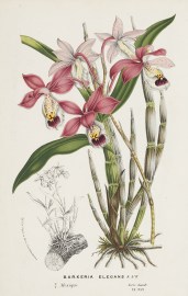 Barkeria Elegans K.& W BOTANICALS Barkeria Elegans K.& W