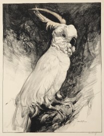 [Sulphur Crested Cockatoo]