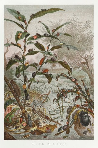 Beetles in Flood. General / Global