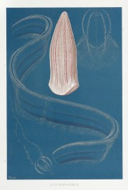 Ctenophores. ANIMALS