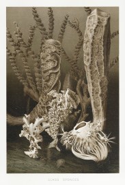 Glass Sponges. ANIMALS