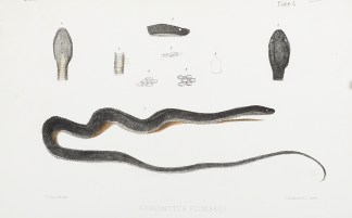 Engraving of a snake Gonionotus plumbeus