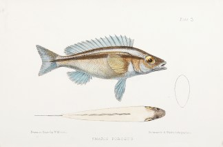 Engraving of a fish smaris porpsus