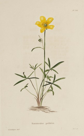 Ramamculus pedatus. General / Global