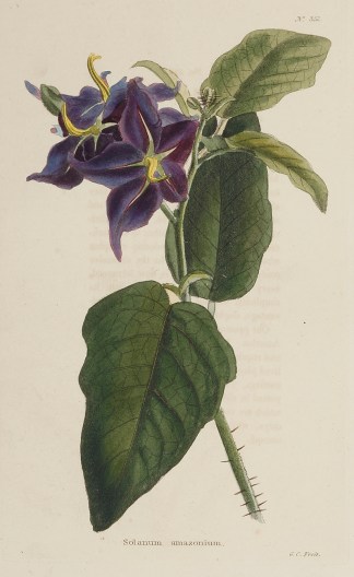 Solanum amazonium. General / Global