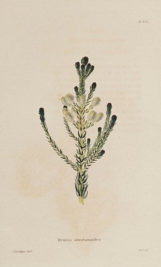 Brunia abrotanoides. BOTANICALS