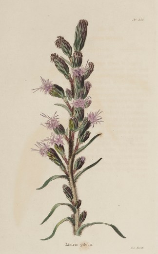 Liatris pilosa. General / Global