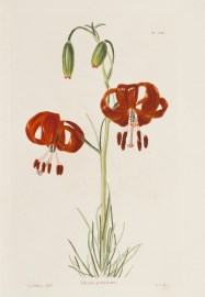 Lillium pumilum. World - Nonindigenous General