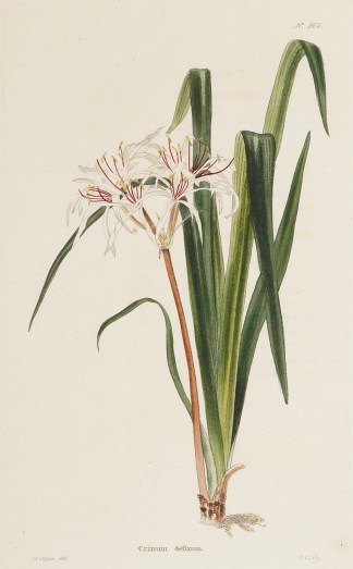 Crinum defixum. General / Global