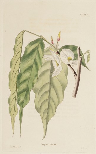 Baphia nitida. General / Global