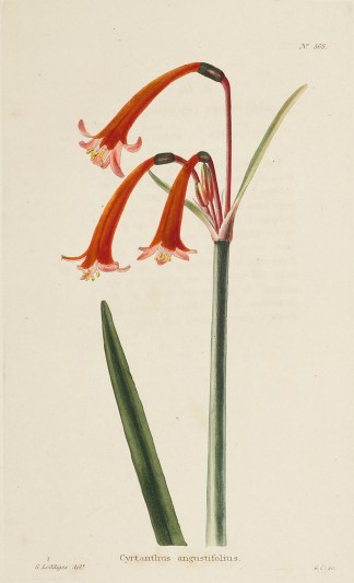 Cyrtanthus angustifolius. General / Global