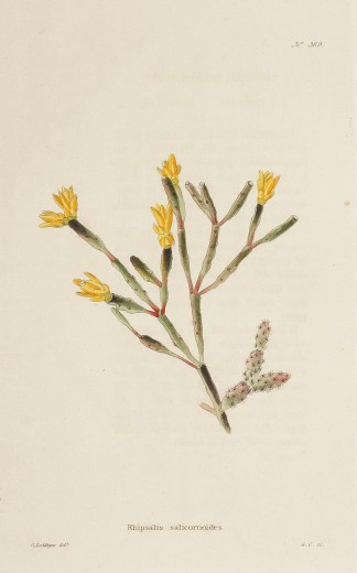 Rhipsalis salicornoides General / Global