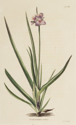 Callisia rosea. General / Global