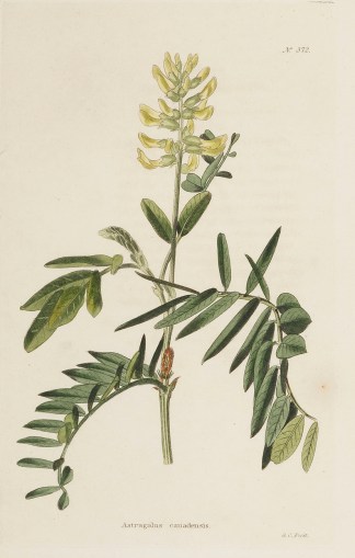 Astragalus canadensis. General / Global