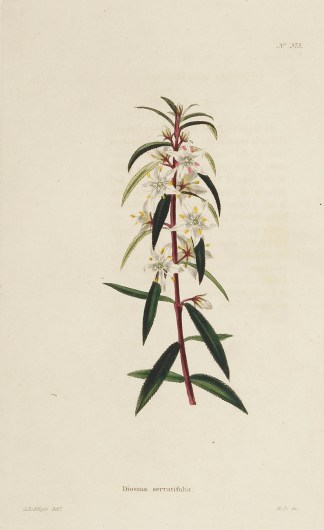 Diosma serratifolia. General / Global