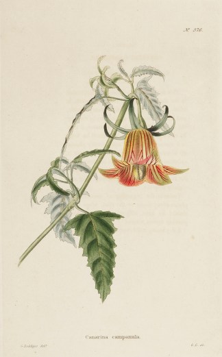 Canarina campanula. General / Global