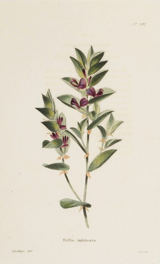 Hallia imbricata. General / Global