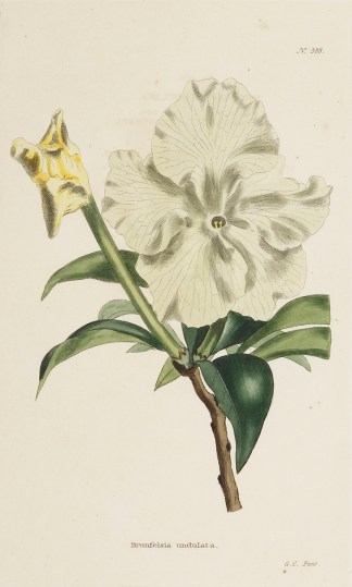 Brunfelsia undulata. General / Global