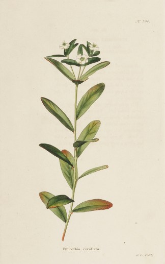 Euphorbia corollata. General / Global