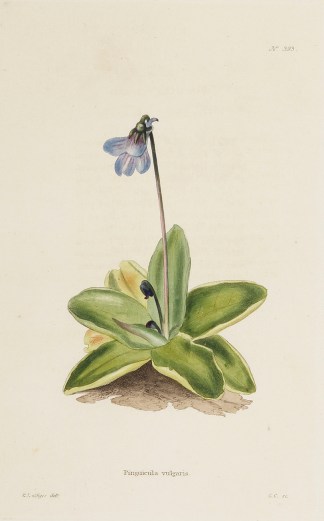 Pinguicula vulgaris. General / Global