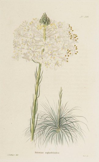 Helonias asphodeloides. General / Global