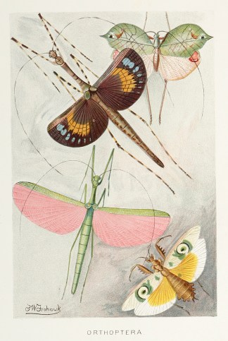 Orthoptera. Insects & Arachnids