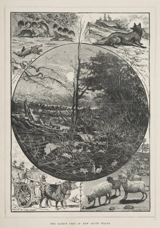 The Rabbit Pest in New South Wales. Regional