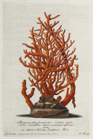 Acropora alba forominibus Stellatis ampl… Shells & Coral