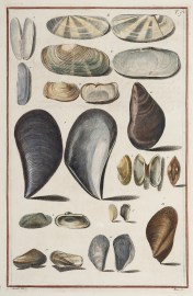 [Concha Soleniformis] ANIMALS