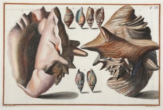 [Murex striatus] Shells & Coral