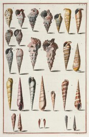 [Turbos Apertus Canaliculatus] ANIMALS