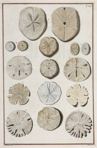 [Echinanthus Ovalis] Shells & Coral