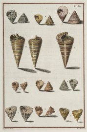 [ Rochus ore angusto] ANIMALS