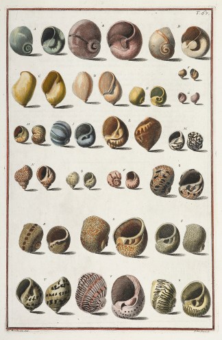 [Cochlea marina umbilicata] Shells & Coral