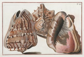 Cochlea cassidiformis umblicata Shells & Coral