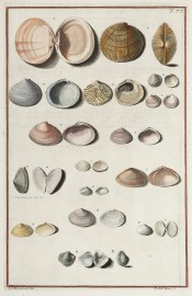 [Concha marina] ANIMALS