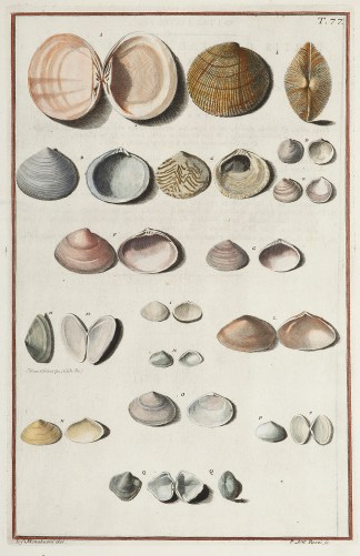 [Concha marina] Shells & Coral