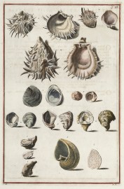 [Spondylus complanatus] ANIMALS