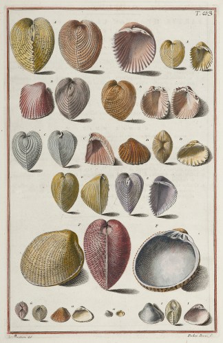 [Concha cordiformis inaequilatera] Shells & Coral