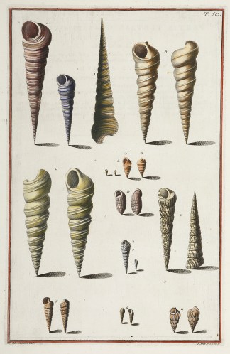 [Turbines aperti] Shells & Coral