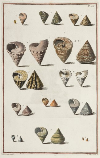 [Trochus Ore Angusto] Shells & Coral