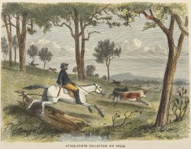 Stock-keeper Collecting His Herd. AUSTRALIA