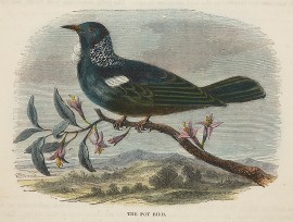 The Poy Bird. General